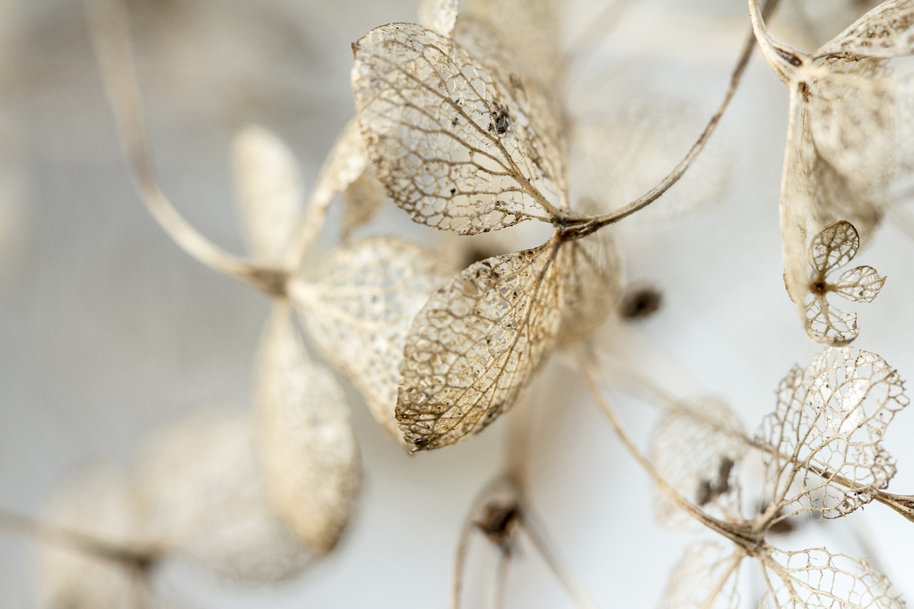 découvrez les meilleurs outils d'optimisation d'images pour améliorer la vitesse de chargement de votre site web tout en préservant la qualité visuelle. transformez vos images avec facilité et boostez le référencement de votre contenu.