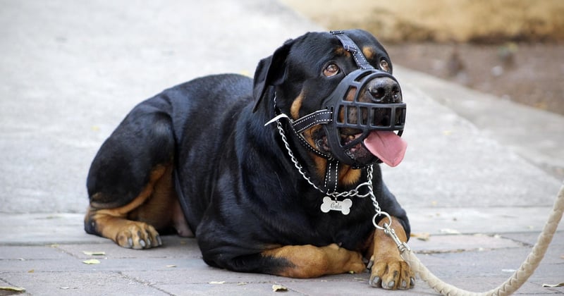 Rottweiler catégorie : tout savoir sur ce chien de garde