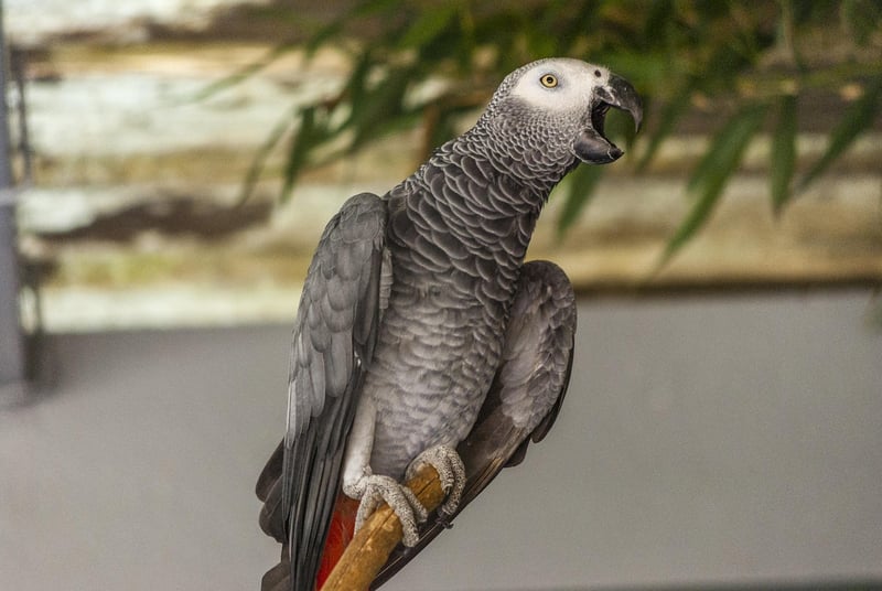 Gris du gabon 2026 : tout savoir sur ce perroquet fascinant