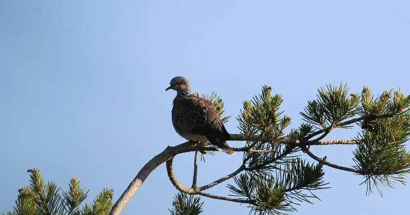 Pourquoi la tourterelle des bois disparaît (et ce n'est pas qu'une seule raison)