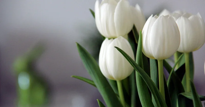 Garder une tulipe coupée plus longtemps : ce qui prolonge le bouquet