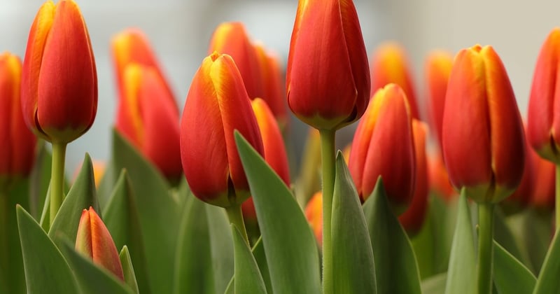 Signification de la tulipe : le langage secret des couleurs dévoilé