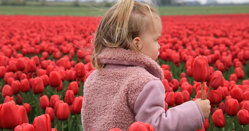 La tulipomanie : quand un bulbe a coûté plus cher qu'une maison