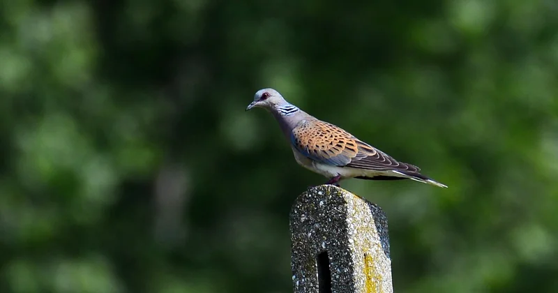 Le chant, ou pourquoi vous l'entendez sans la voir