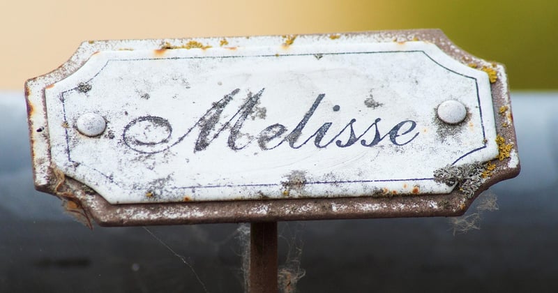 Quel nom de fleur choisir pour un jardin plein de charme