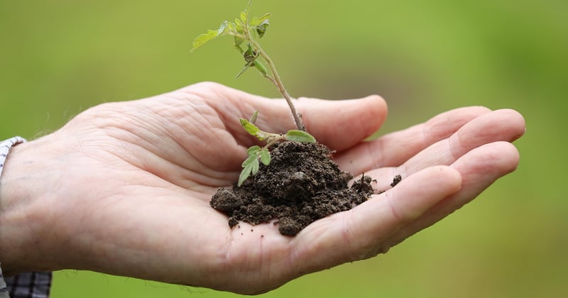 Comment réussir la culture de votre plant de tomate cerise