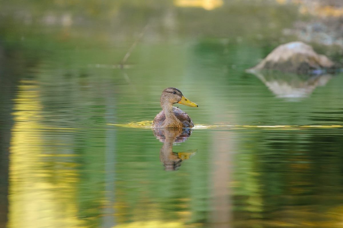 Optimiser vos images pour le référencement naturel