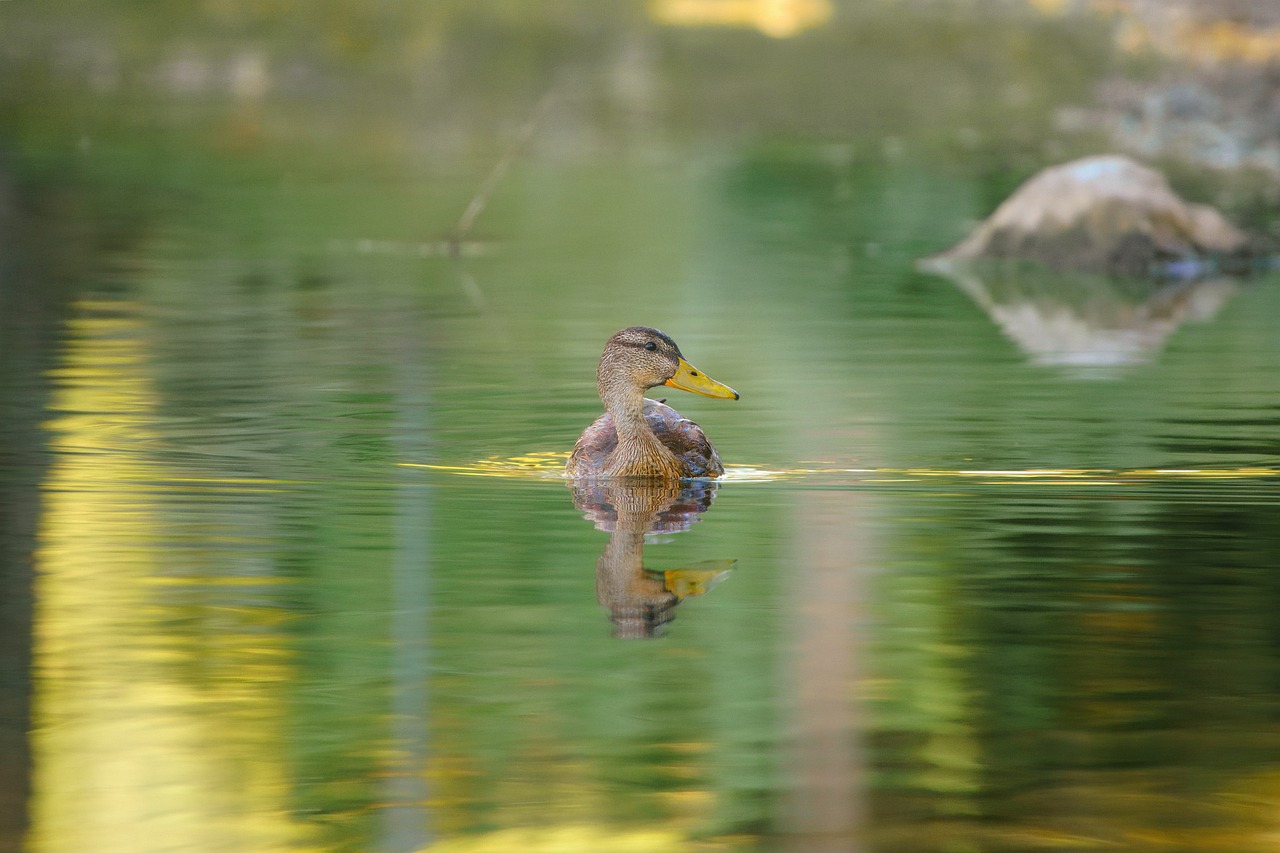 Optimiser vos images pour le référencement naturel