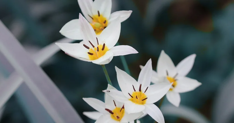 Tulipe signification spirituelle : trois traditions, trois lectures