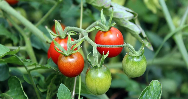 Comment s'occuper d'un plant de tomate cerise