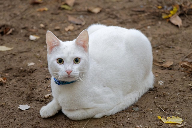 Comment utiliser Ahrefs pour le r&eacute;f&eacute;rencement